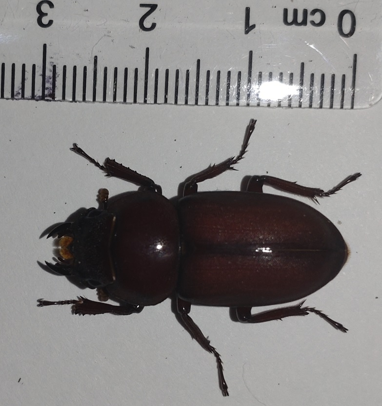 ｵｵｸﾜｶﾞﾀ♂×ｺｸﾜｶﾞﾀ♀=ﾁｭｳｸﾜｶﾞﾀの幼虫 OK1 to コクワガタ♀羽化_2023年10月20日